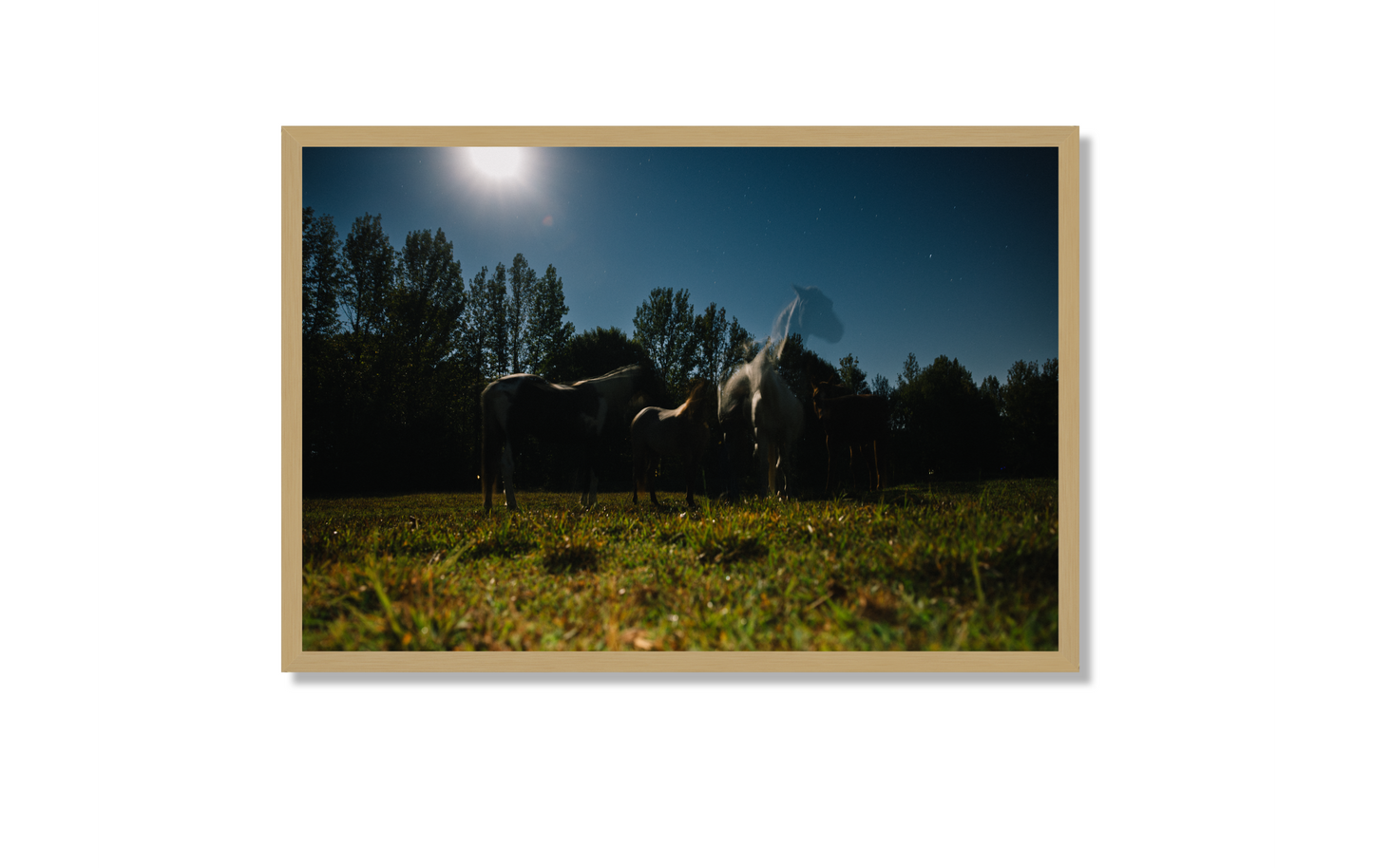 Harvest Moon