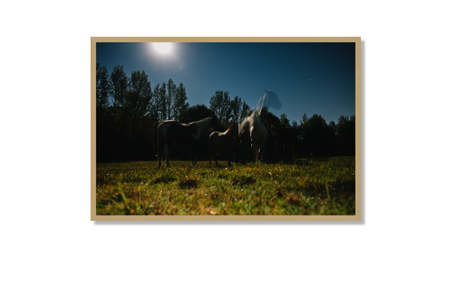 Harvest Moon